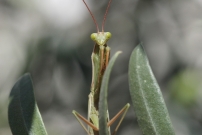 La mante religieuse (Dictyoptre - Mantidae - Mantis religiosa)